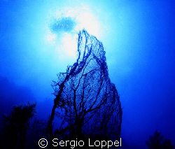 blue
Nikonos 15 mm.
Nassau by Sergio Loppel 